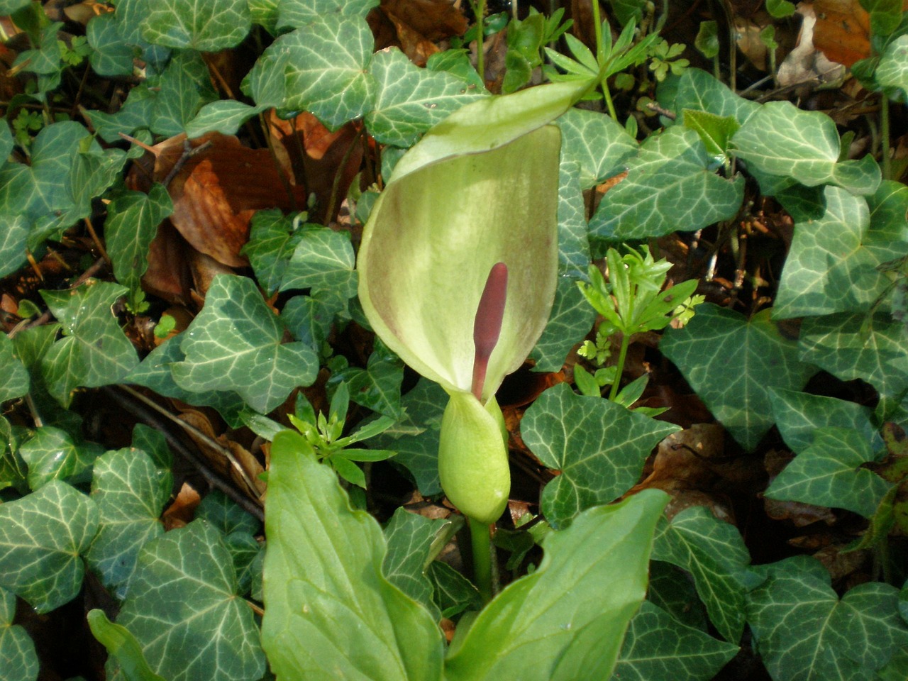 Aerozolis, Arum Maculatum, Toksiškas, Žiedynas, Lėktuvo Dėžė, Nemokamos Nuotraukos,  Nemokama Licenzija