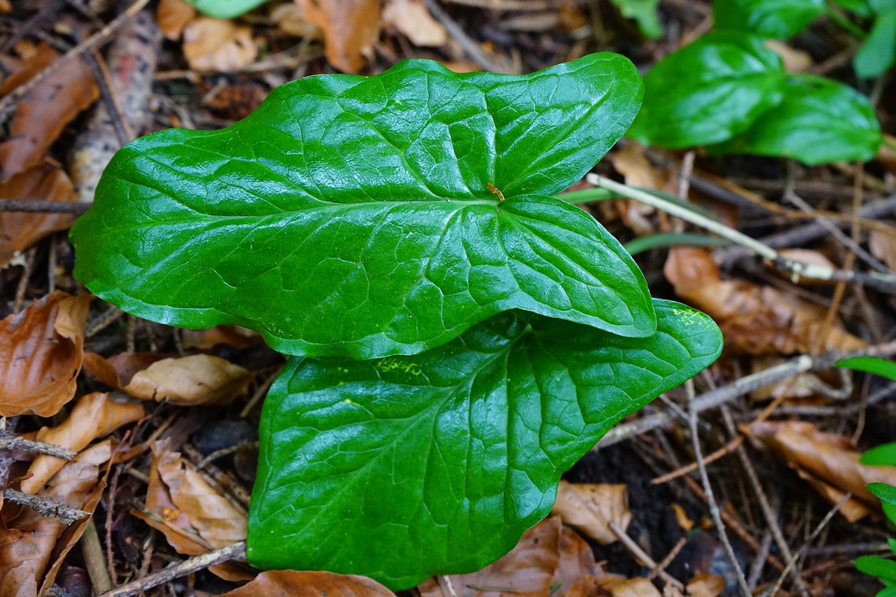 Aerozolis, Lapai, Žalias, Hai, Augalas, Toksiškas, Nuodingas Augalas, Aronstabgewaechs, Araceae, Nemokamos Nuotraukos