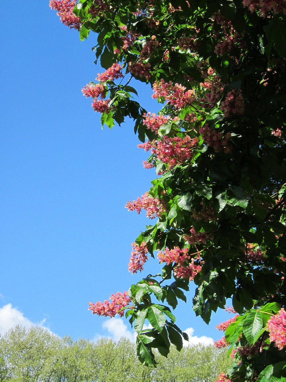 Aesculus Carnea,  Raudonas Arklys-Kaštonas,  Medis,  Flora,  Žiedynas,  Žydi,  Botanika,  Augalas,  Rūšis, Nemokamos Nuotraukos