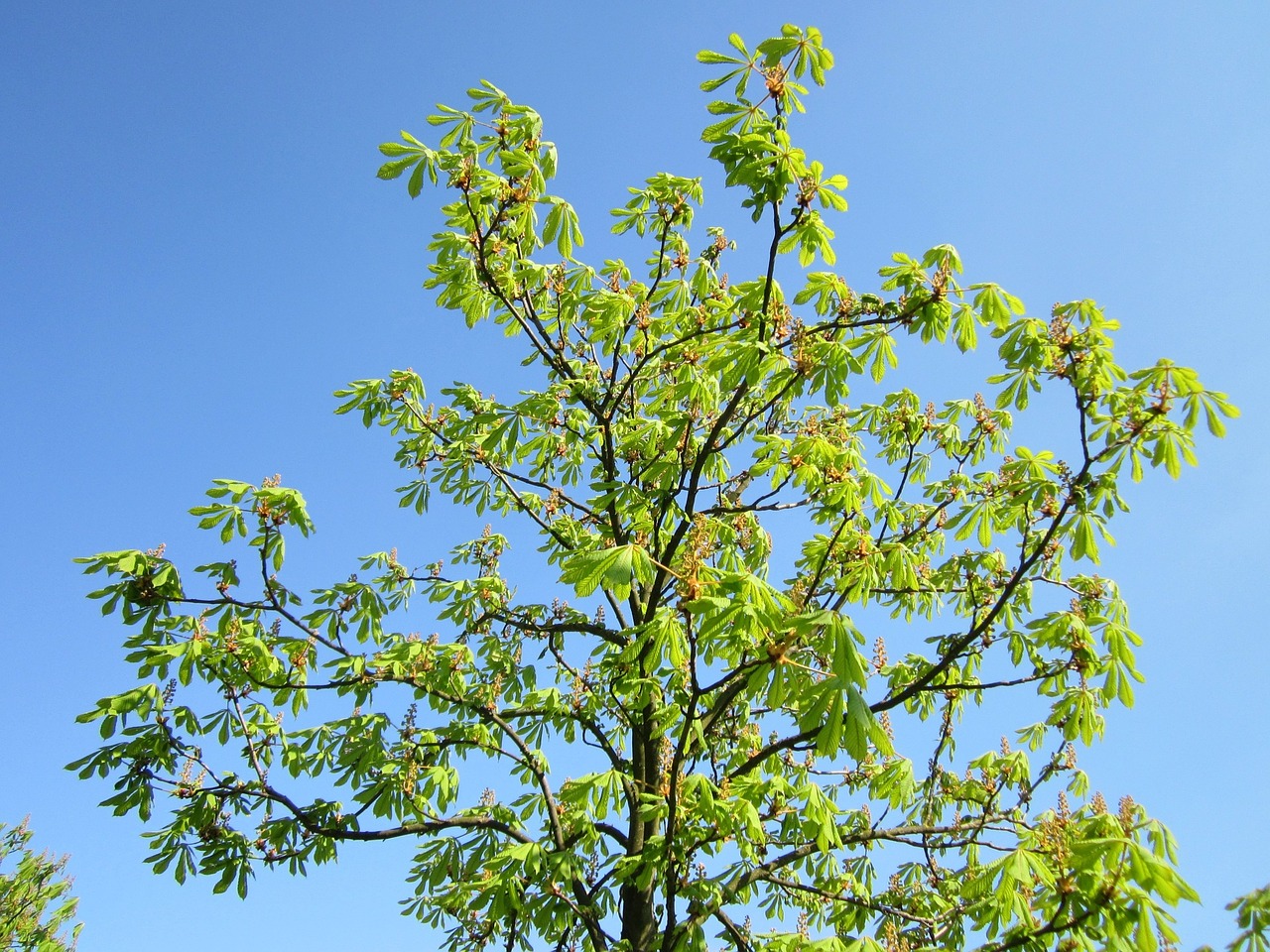 Aesculus Hippocastanum,  Arklys-Kaštonas,  Conker Medis,  Flora,  Medis,  Augalas,  Botanika,  Rūšis,  Lapai,  Pavasaris