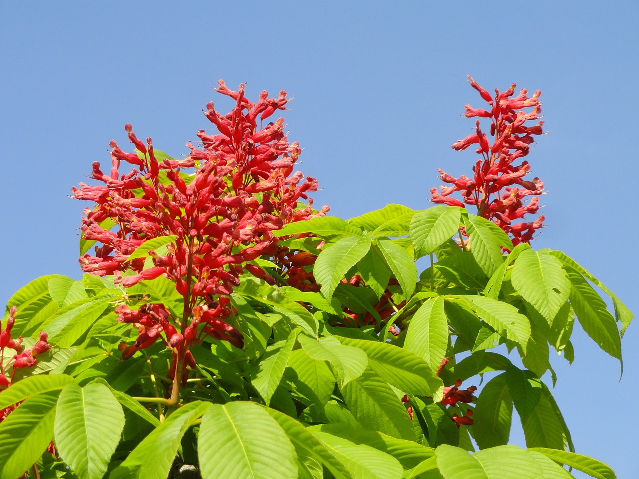 Aesculus Pavia, Raudona Buckeye, Fejerverko Gamykla, Wildflower, Flora, Botanika, Augalas, Rūšis, Nemokamos Nuotraukos,  Nemokama Licenzija