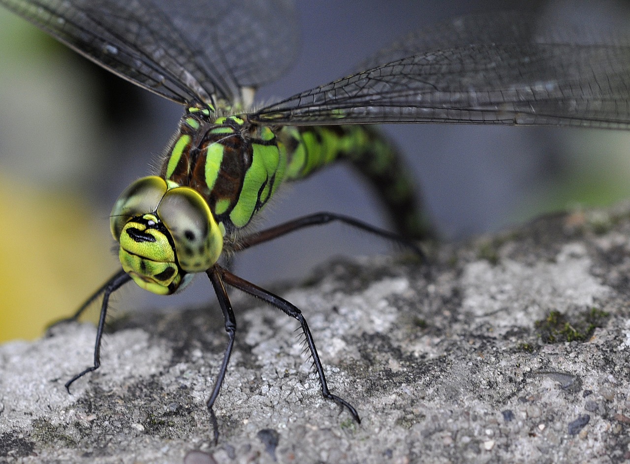 Aeshna Cyanea, Pietų Skandalas, Mėlynas Skandalas, Lazda, Vabzdys, Hawker, Laukinė Gamta, Gamta, Makro, Akys