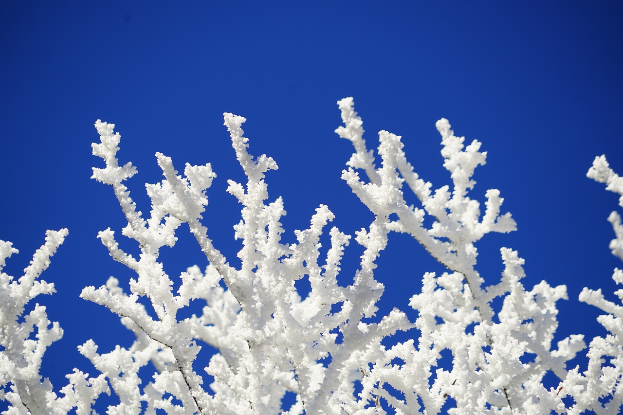 Estetinis, Filialai, Auskaras, Žiema, Žiemos Nuotrauka, Žiemos Fotografija, Winteraufnahme, Žiemos Nuotrauka, Eiskristalio, Sniego Kristalai