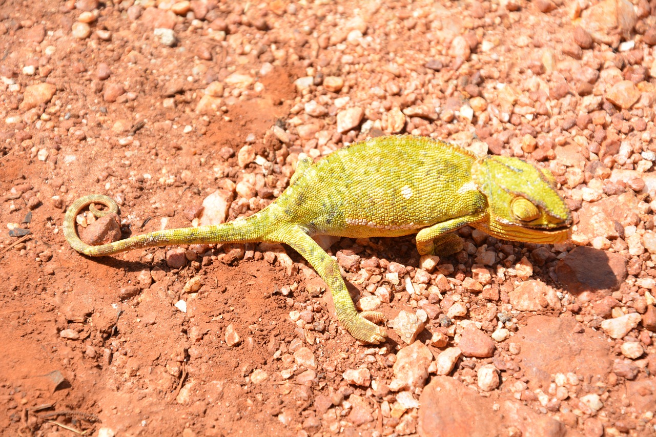 Chameleonas, Ropliai, Afrika, Gyvūnai, Driežas, Nemokamos Nuotraukos,  Nemokama Licenzija