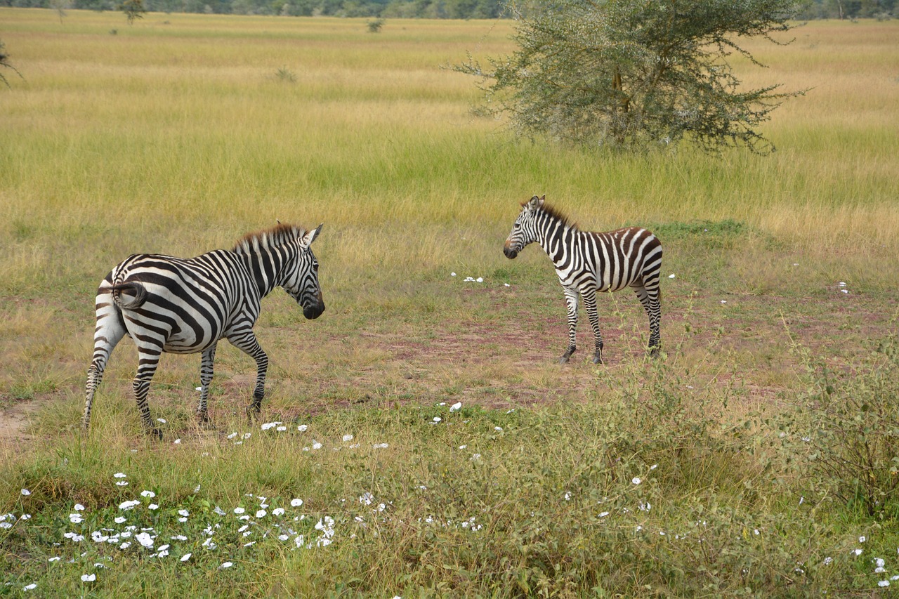 Zebra, Afrika, Serengeti, Nacionalinis Parkas, Serengeti Parkas, Tanzanija, Laukinių Gyvūnų Rezervas, Gyvūnas, Nemokamos Nuotraukos,  Nemokama Licenzija