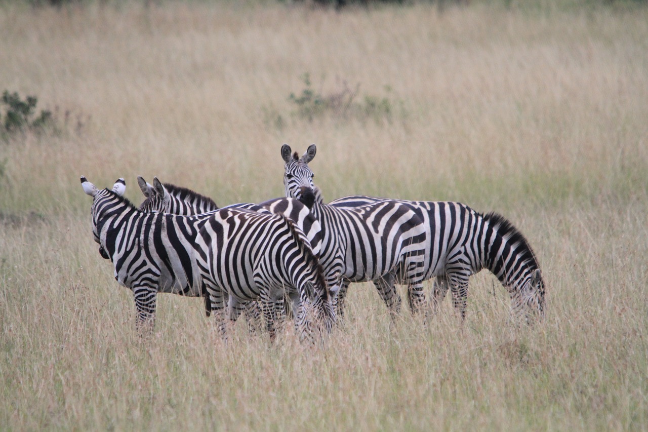 Afrika, Kenya, Zebra, Safari, Nemokamos Nuotraukos,  Nemokama Licenzija