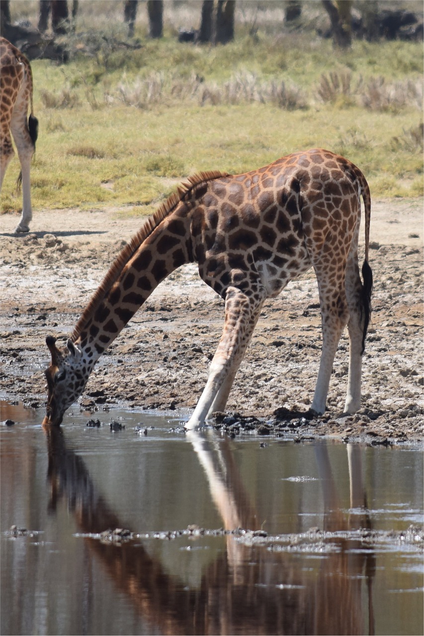 Afrika, Kenya, Žirafa, Safari, Laukinė Gamta, Gyvūnas, Rezervas, Nemokamos Nuotraukos,  Nemokama Licenzija