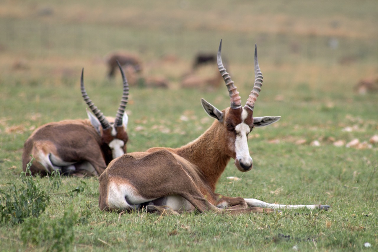 Antilopė, Afrika, Laukinė Gamta, Nemokamos Nuotraukos,  Nemokama Licenzija