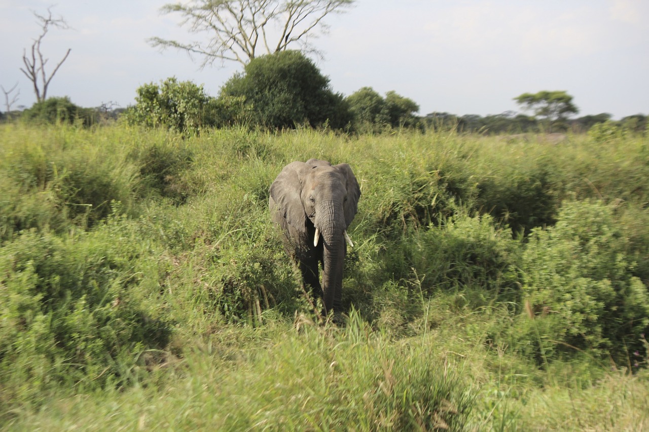 Dramblys, Afrika, Serengeti, Tanzanija, Parkas, Laukinė Gamta, Nuotykis, Gyvūnas, Gamta, Kelionė