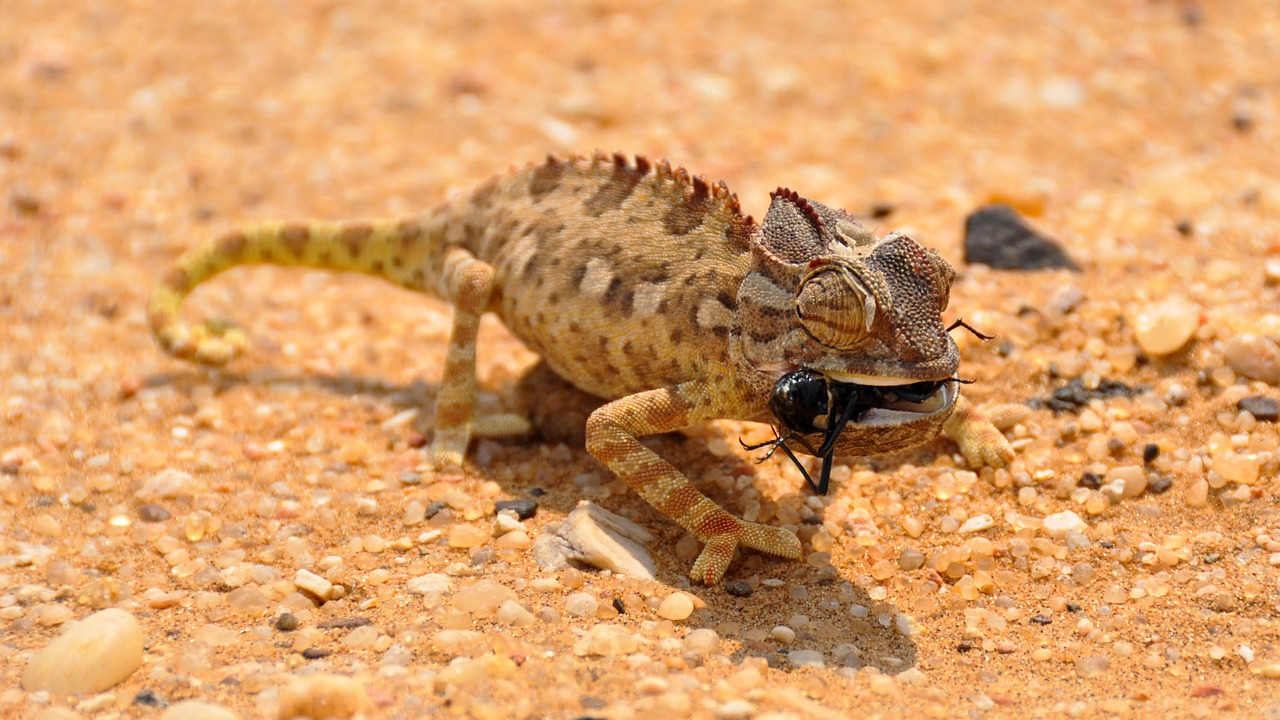 Afrika, Namibija, Kraštovaizdis, Namib Dykuma, Dykuma, Kopos, Smėlio Kopos, Sausas, Smėlis, Smėlio