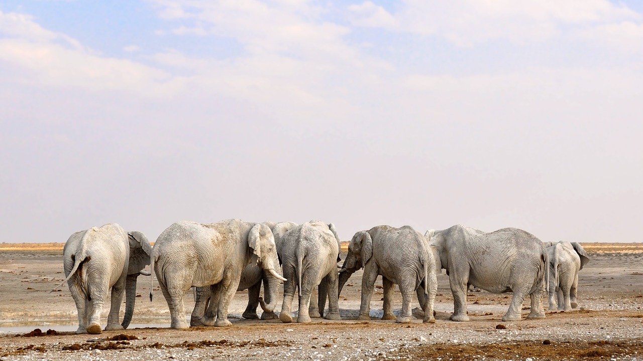 Afrika, Namibija, Gamta, Sausas, Heiss, Nacionalinis Parkas, Gyvūnas, Dramblys, African Bush Dramblys, Žinduolis
