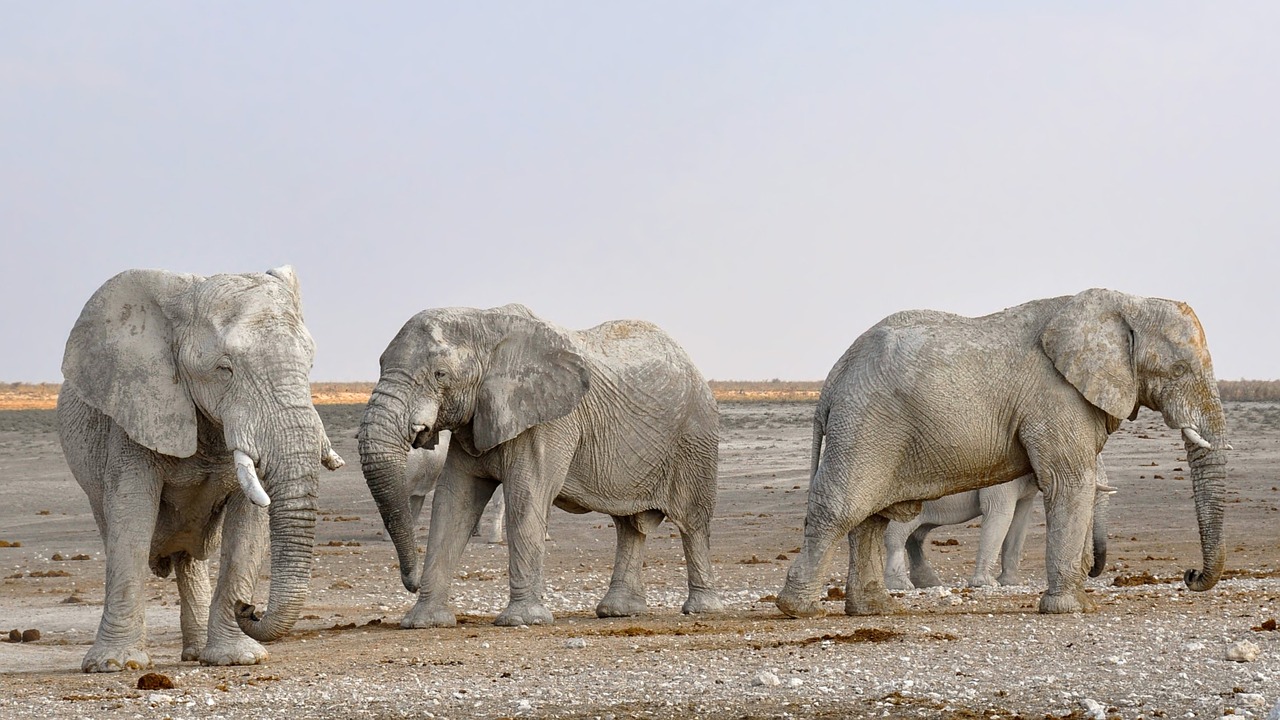 Dramblys, Dramblių Banda, Afrika, Namibija, Gamta, Sausas, Heiss, Nacionalinis Parkas, Gyvūnas, African Bush Dramblys