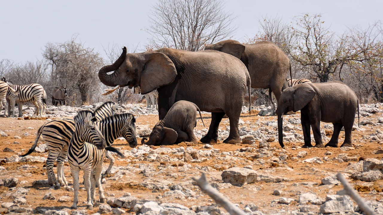 Dramblys, Zebra, Afrika, Namibija, Gamta, Sausas, Heiss, Nacionalinis Parkas, Gyvūnas, African Bush Dramblys