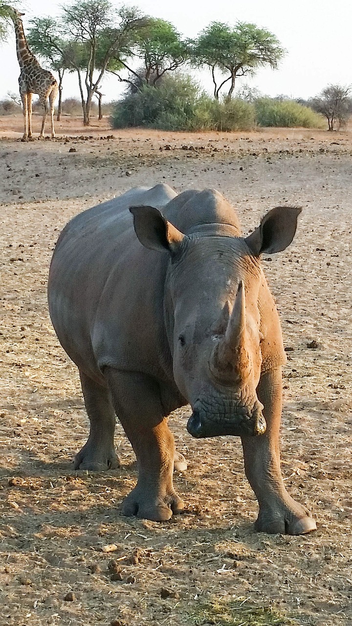 Rhino, Afrika, Namibija, Gamta, Sausas, Nacionalinis Parkas, Gyvūnas, Pachyderm, Didelis Žaidimas, Žinduolis