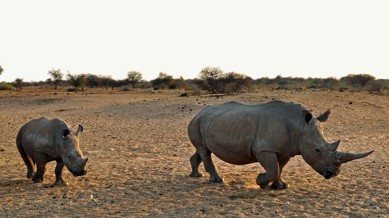 Rhino, Rhino Baby, Afrika, Namibija, Gamta, Sausas, Nacionalinis Parkas, Gyvūnas, Pachyderm, Didelis Žaidimas
