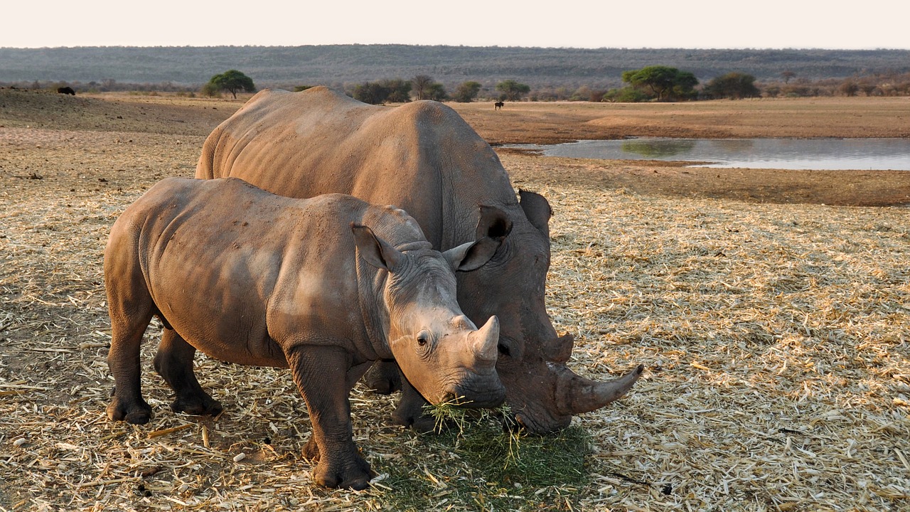 Rhino, Afrika, Namibija, Gamta, Sausas, Nacionalinis Parkas, Gyvūnas, Pachyderm, Didelis Žaidimas, Žinduolis