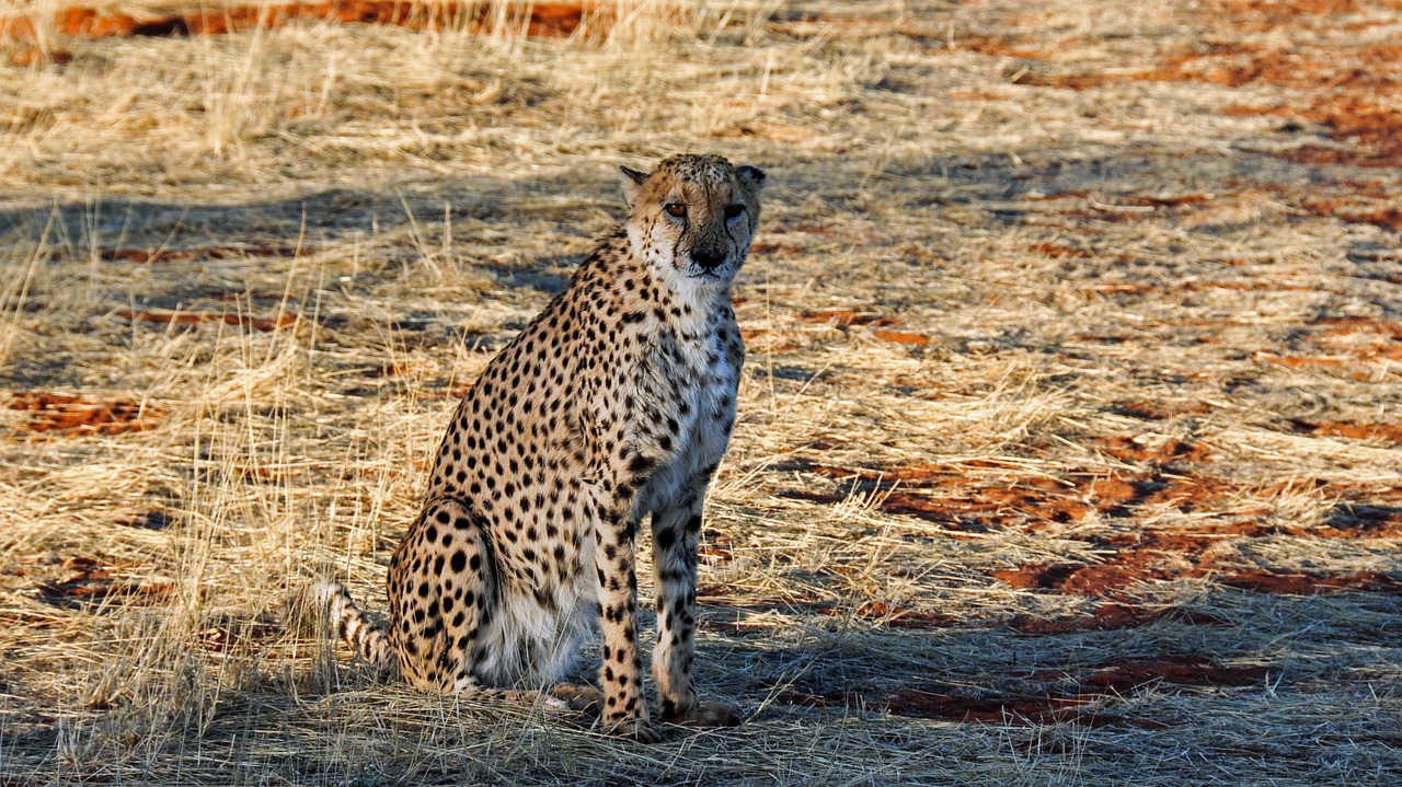 Gepardas, Afrika, Namibija, Gamta, Sausas, Nacionalinis Parkas, Gyvūnas, Katė, Didelė Katė, Nemokamos Nuotraukos