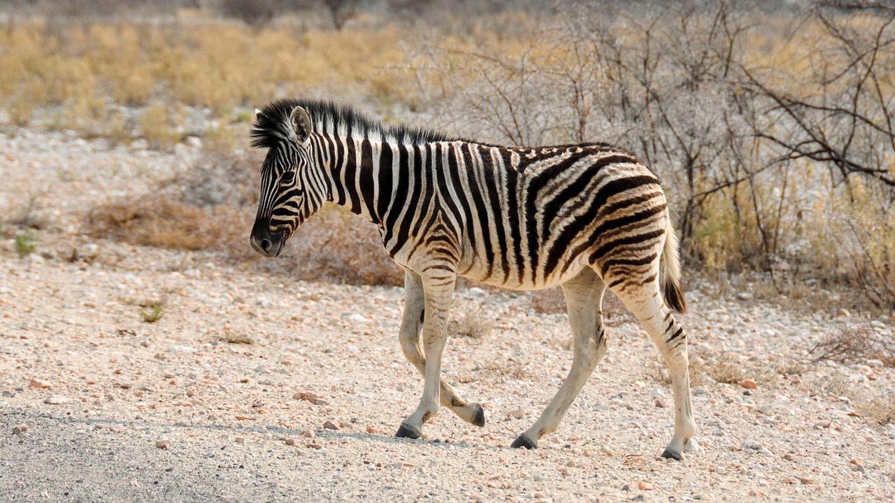 Zebra, Afrika, Namibija, Gamta, Sausas, Nacionalinis Parkas, Gyvūnas, Dryžuotas, Laukinis Gyvūnas, Zebra Baby