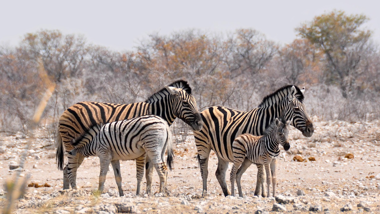 Zebra, Afrika, Namibija, Gamta, Sausas, Nacionalinis Parkas, Gyvūnas, Dryžuotas, Laukinis Gyvūnas, Zebra Baby