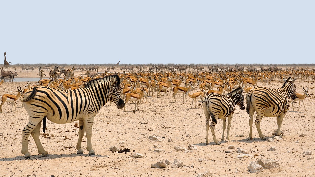 Zebra, Afrika, Spyruoklė, Namibija, Gamta, Sausas, Nacionalinis Parkas, Vandens Skylė, Gyvūnai, Nemokamos Nuotraukos