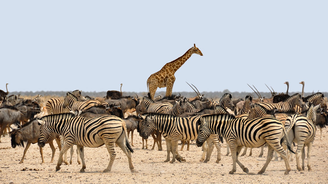 Zebra, Gnu, Žirafa, Afrika, Namibija, Gamta, Sausas, Nacionalinis Parkas, Vandens Skylė, Gyvūnai