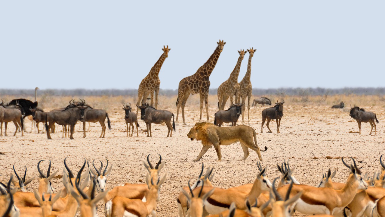 Afrika, Namibija, Gamta, Sausas, Nacionalinis Parkas, Vandens Skylė, Gyvūnai, Spyruoklė, Gnu, Žirafos