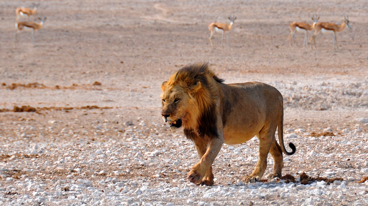 Liūtas, Afrika, Namibija, Gamta, Sausas, Nacionalinis Parkas, Gyvūnai, Patinas, Žvėries Karalius, Katė