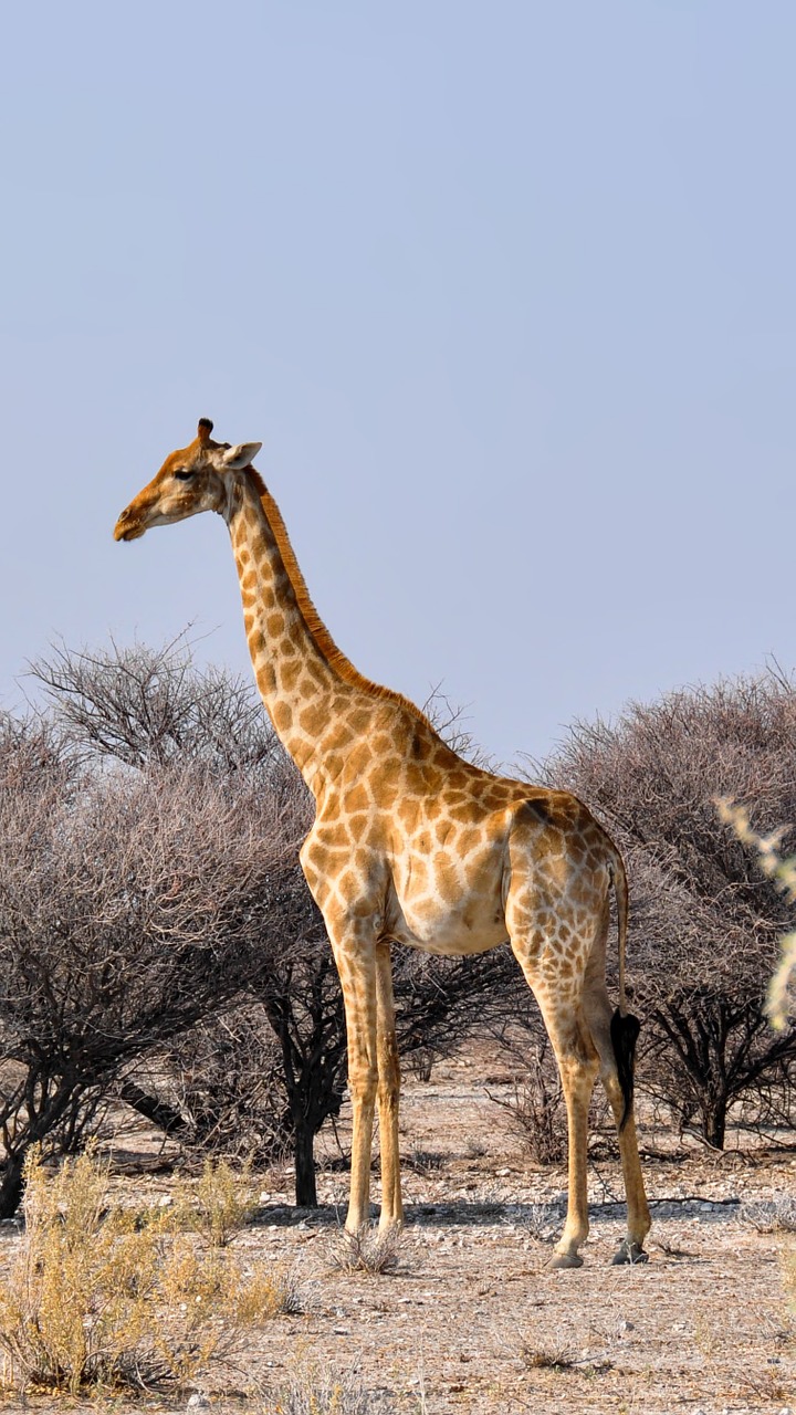 Žirafa, Afrika, Namibija, Gamta, Sausas, Nacionalinis Parkas, Gyvūnas, Laukinis Gyvūnas, Žinduolis, Nemokamos Nuotraukos