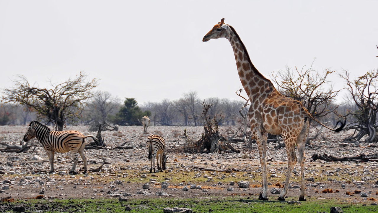 Afrika, Namibija, Gamta, Sausas, Nacionalinis Parkas, Gyvūnas, Laukinis Gyvūnas, Žirafa, Žinduolis, Zebra