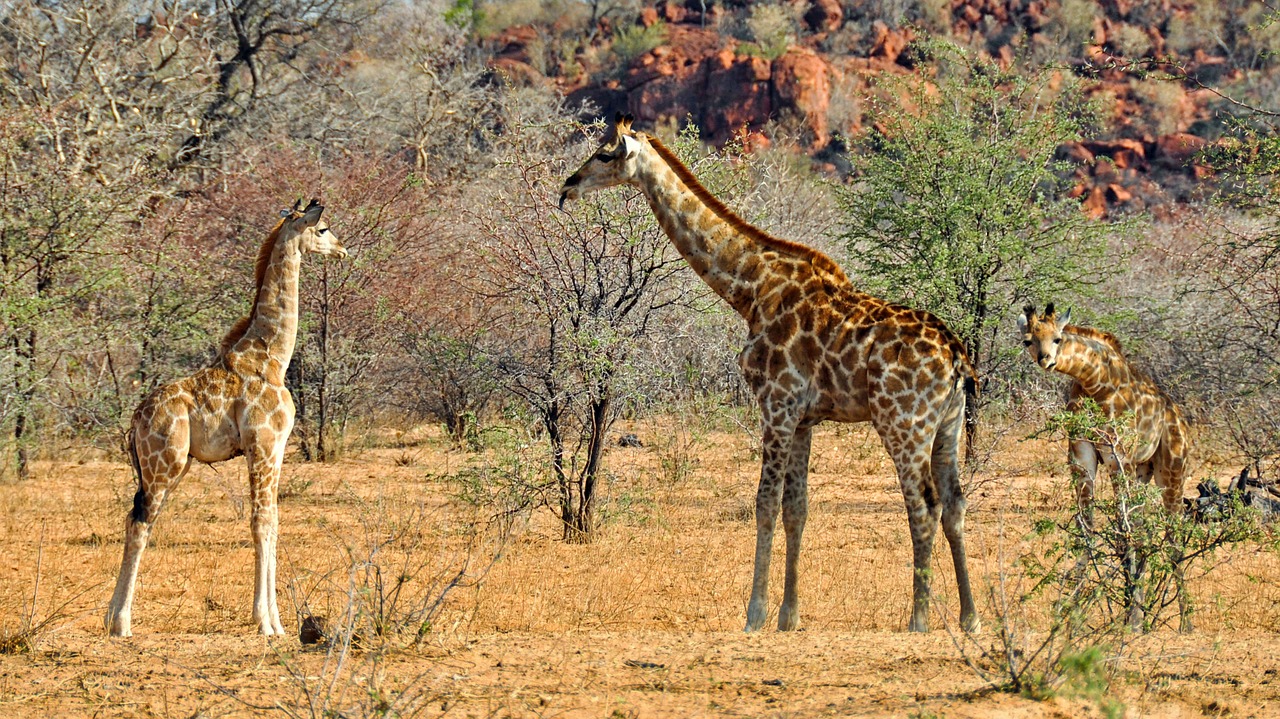 Afrika, Namibija, Gamta, Sausas, Nacionalinis Parkas, Gyvūnas, Laukinis Gyvūnas, Žirafa, Žinduolis, Žirafos Šeima