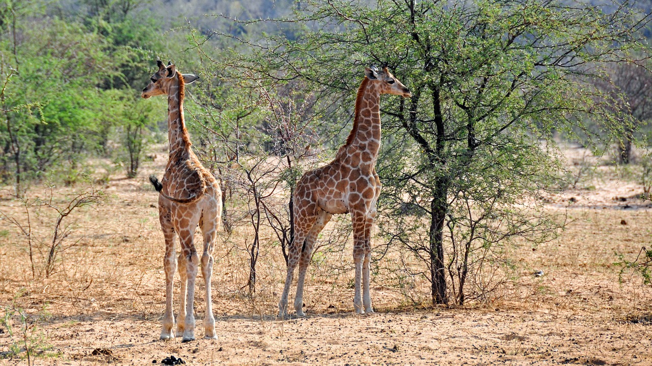 Afrika, Namibija, Gamta, Sausas, Nacionalinis Parkas, Gyvūnas, Laukinis Gyvūnas, Žirafa, Žinduolis, Giraffenbaby