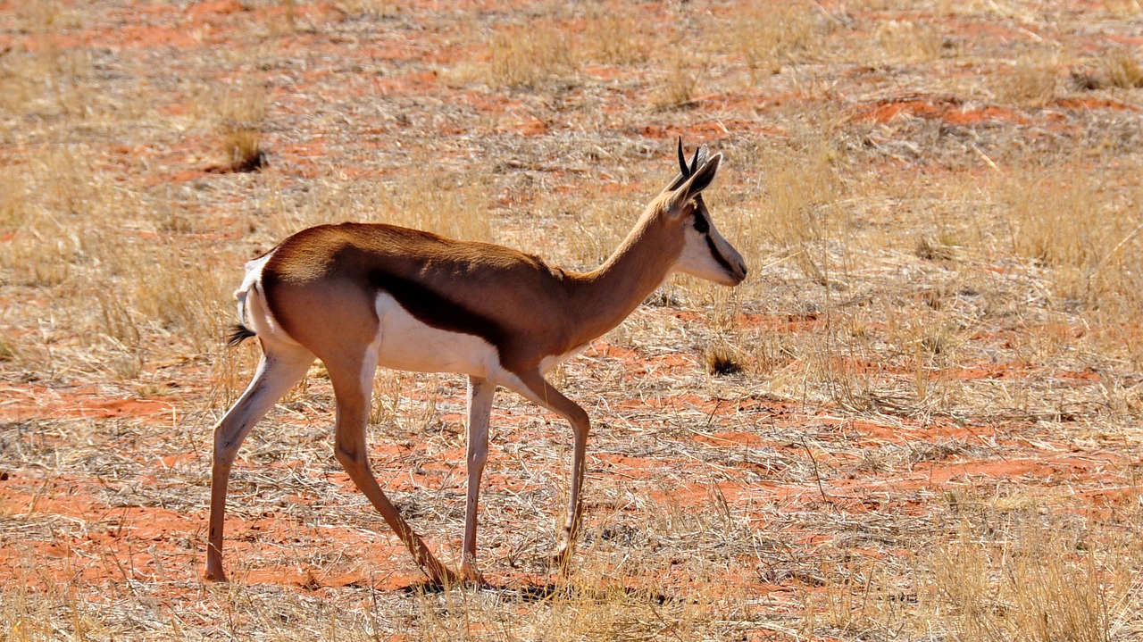 Afrika, Namibija, Gamta, Sausas, Nacionalinis Parkas, Gyvūnas, Laukinis Gyvūnas, Spyruoklė, Dykuma, Nemokamos Nuotraukos