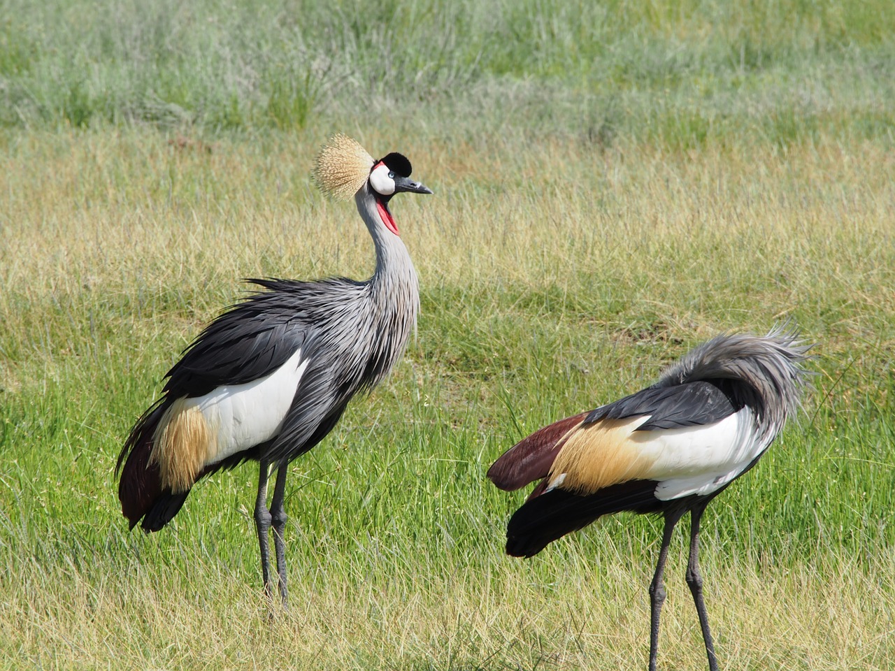 Afrika, Gyvūnas, Paukštis, Safari, Nemokamos Nuotraukos,  Nemokama Licenzija