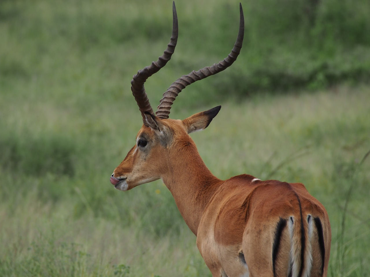 Afrika, Gyvūnas, Kudu, Ragai, Safari, Nemokamos Nuotraukos,  Nemokama Licenzija