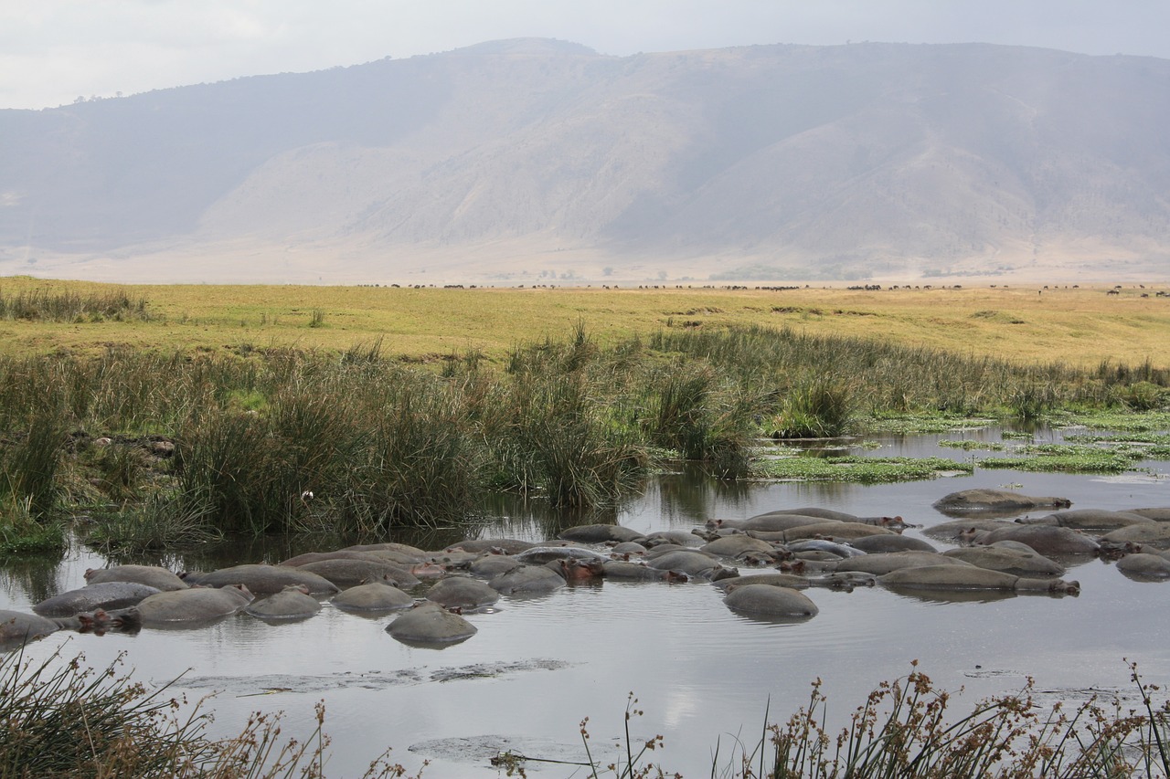 Afrika, Safari, Hippo, Tanzanija, Laukiniai, Gyvūnas, Nemokamos Nuotraukos,  Nemokama Licenzija