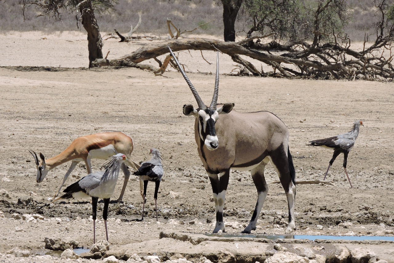 Afrika, Laukinė Gamta, Žinduolis, Didelis, Turizmas, Kraštovaizdis, Išsaugojimas, Nemokamos Nuotraukos,  Nemokama Licenzija