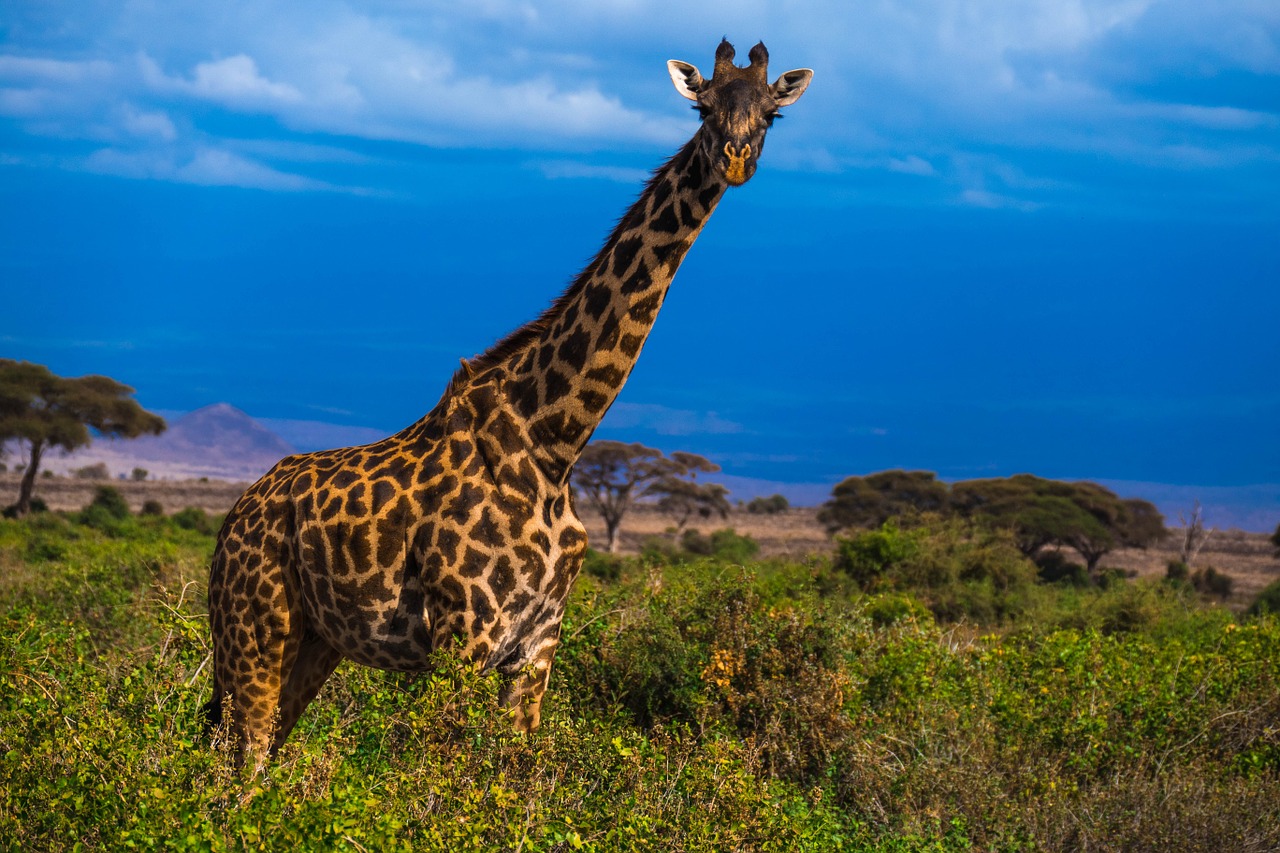 Afrika, Safari, Žirafa, Laukinė Gamta, Gyvūnas, Laukiniai, Nemokamos Nuotraukos,  Nemokama Licenzija