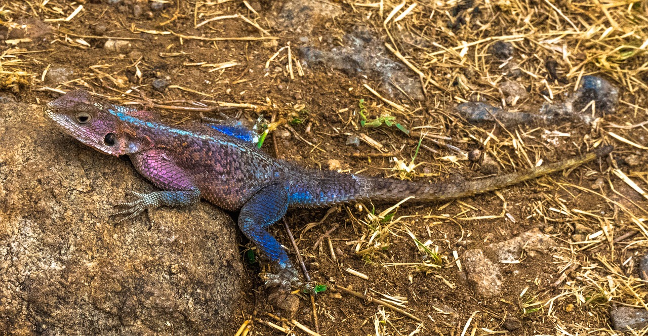 Afrika, Driežas, Laukinė Gamta, Safari, Plėšrūnas, Nemokamos Nuotraukos,  Nemokama Licenzija