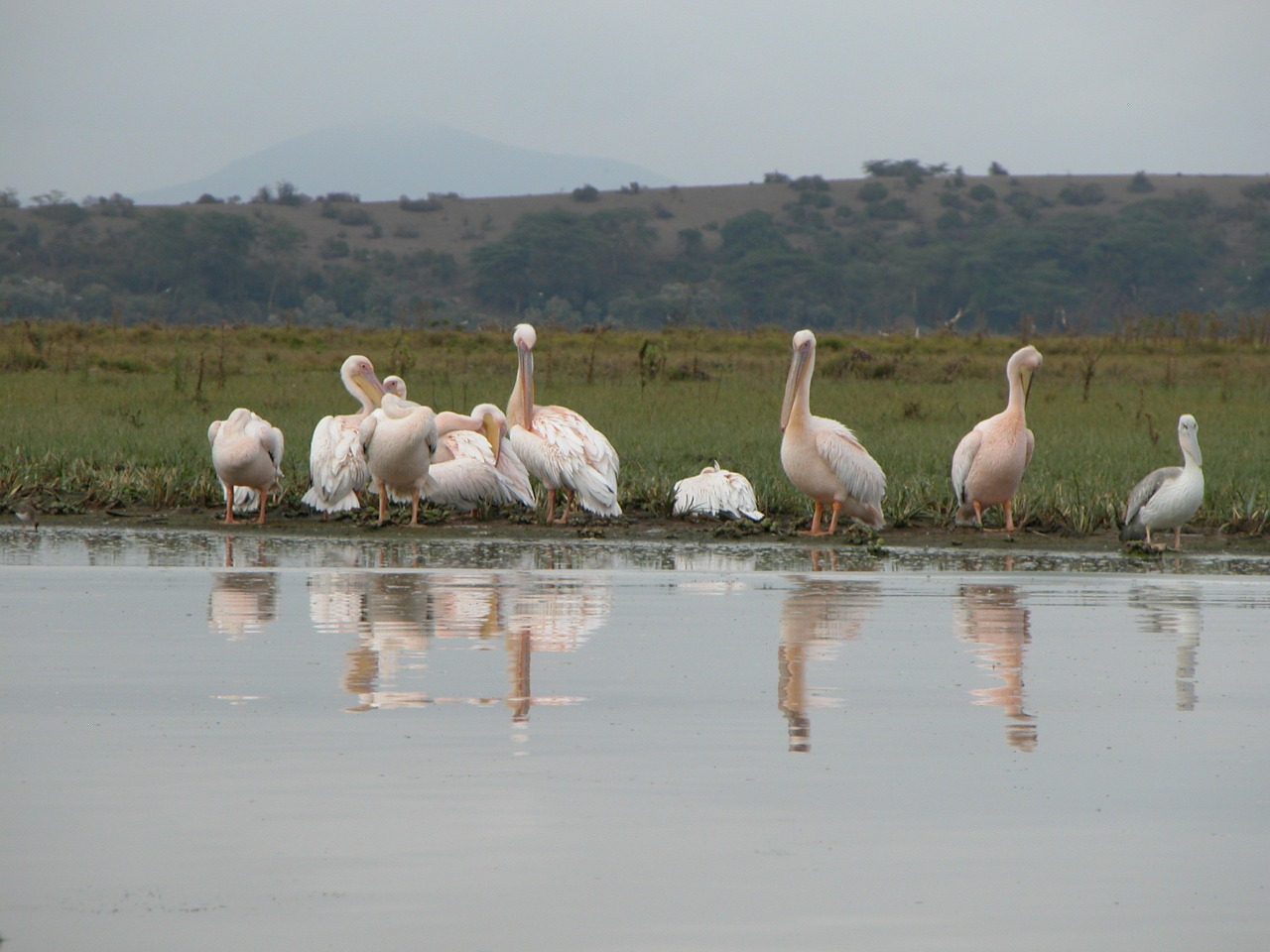 Afrika, Safari, Paukščiai, Vanduo, Vonia, Vandens Paukštis, Nemokamos Nuotraukos,  Nemokama Licenzija