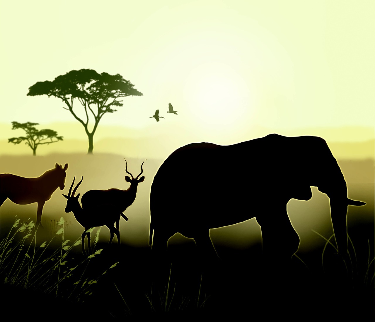 Afrika, Dramblys, Aušra, Savanna, Gyvūnai, Saulėlydis, Laukiniai, Safari, Laukinė Gamta, Kenya