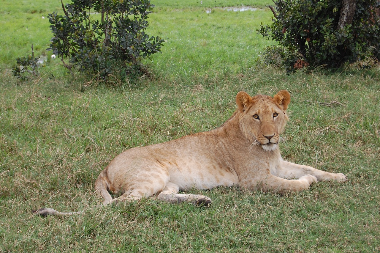 Afrika, Liūtas, Safari, Nemokamos Nuotraukos,  Nemokama Licenzija