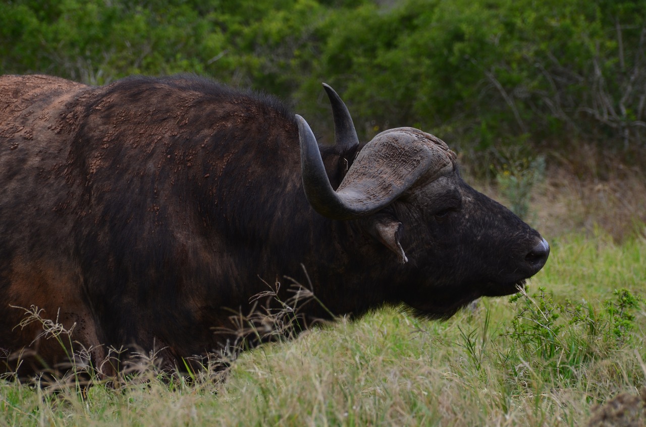 Afrika, Safari, Azijinis Buivolas, Laukinis Gyvūnas, Nemokamos Nuotraukos,  Nemokama Licenzija