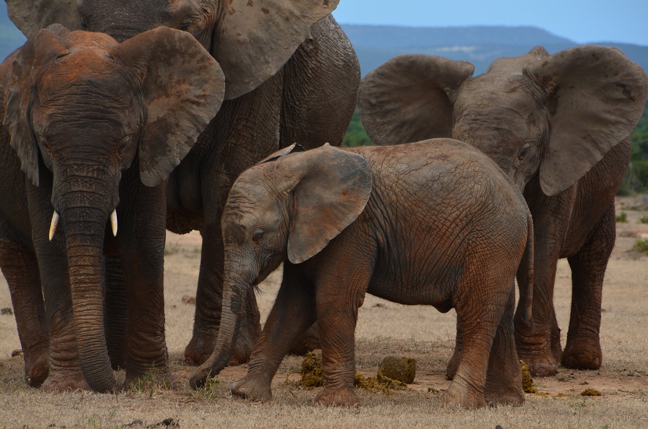 Afrika, Safari, Dramblys, Laukinis Gyvūnas, Pachyderm, African Bush Dramblys, Flock, Jauni Gyvūnai, Kūdikio Dramblys, Dideli Penki