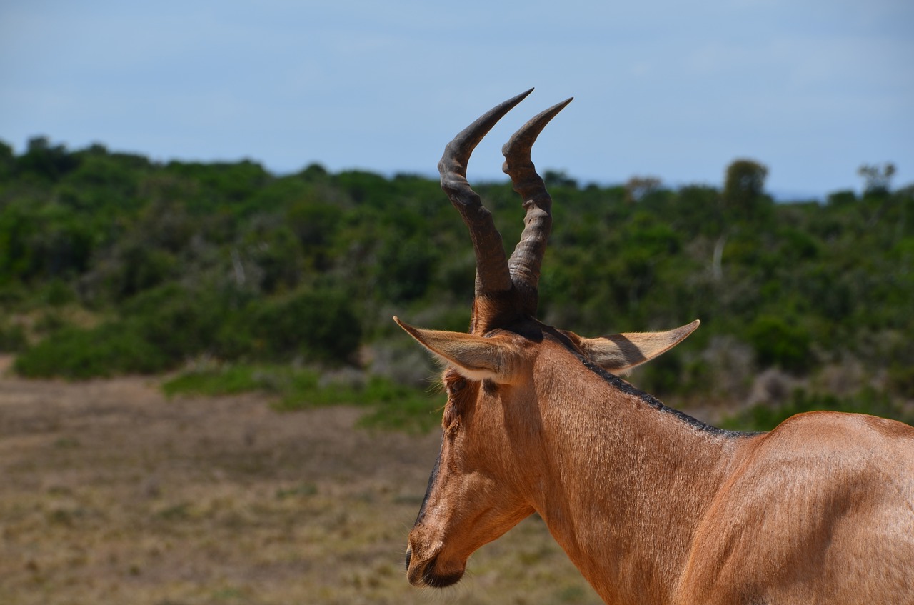 Afrika, Safari, Laukinis Gyvūnas, Uždaryti, Bock, Ragas, Ragai, Nemokamos Nuotraukos,  Nemokama Licenzija