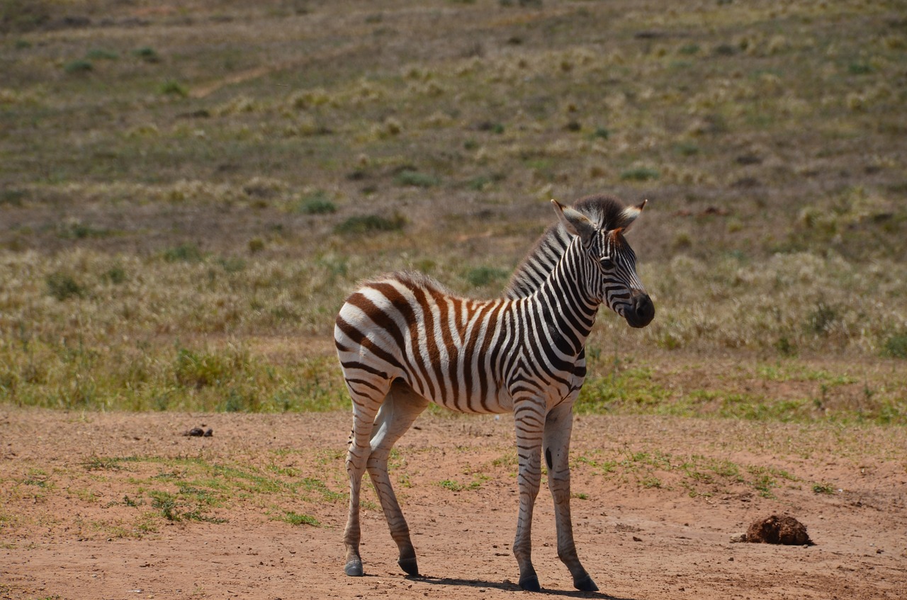 Afrika, Safari, Laukinis Gyvūnas, Zebra, Zebra Baby, Žinduolis, Kumeliukas, Nemokamos Nuotraukos,  Nemokama Licenzija