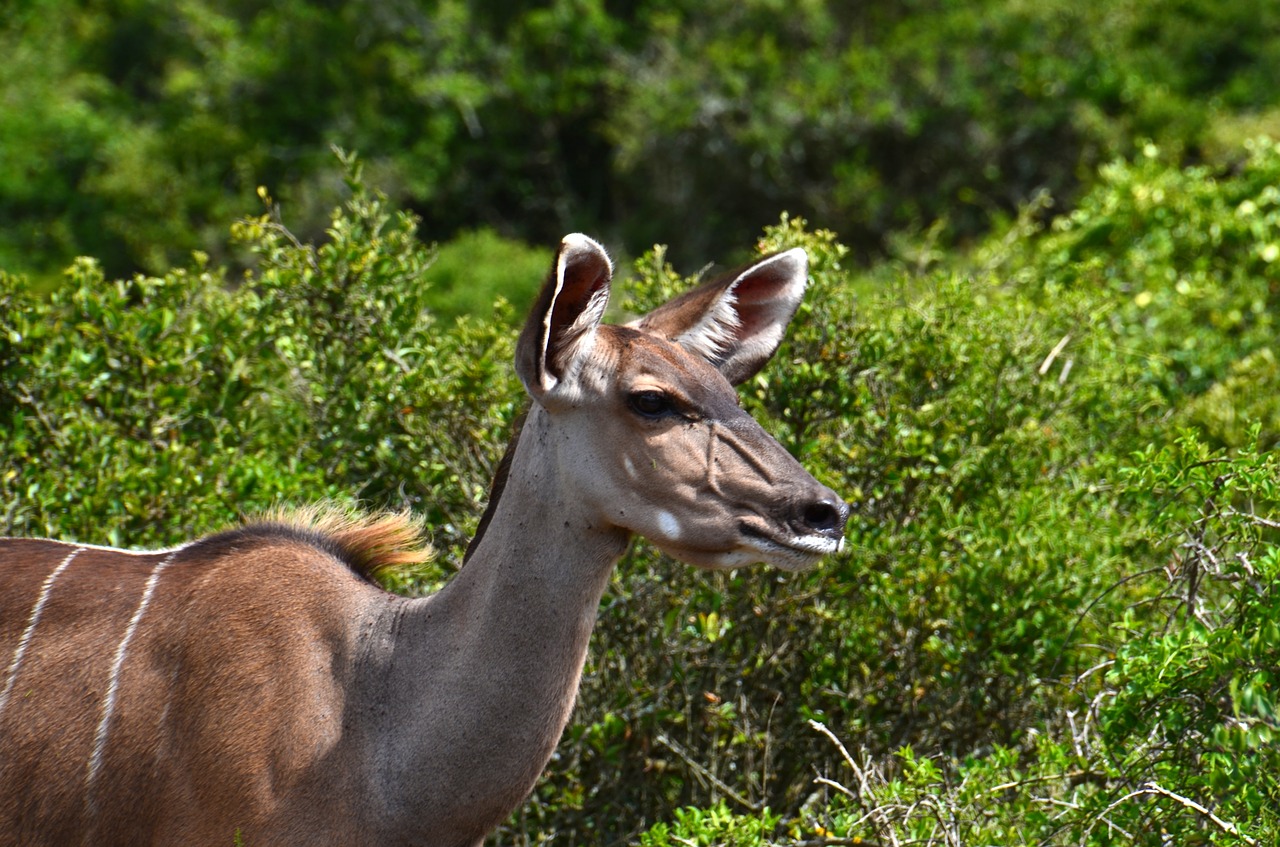 Afrika, Safari, Kudu, Laukinis Gyvūnas, Nemokamos Nuotraukos,  Nemokama Licenzija