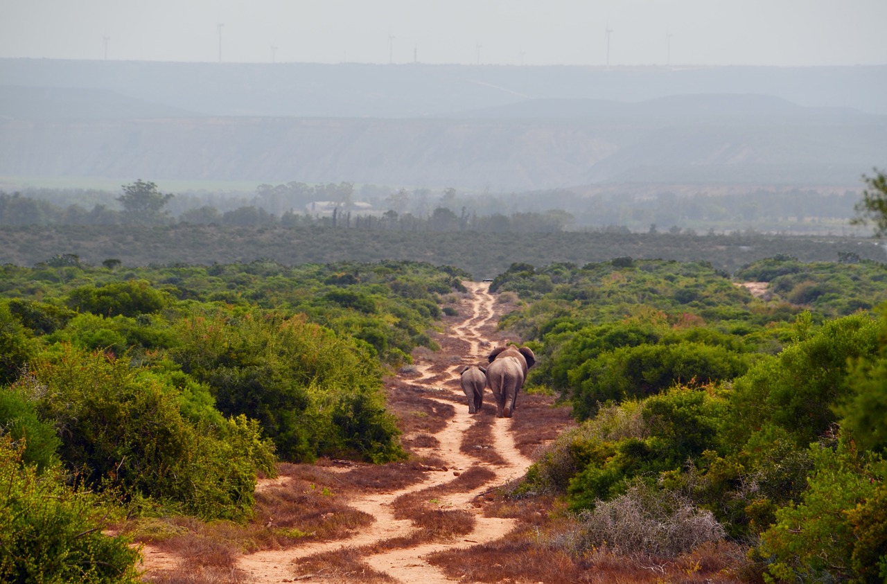 Afrika, Safari, Dramblys, African Bush Dramblys, Dramblys Šeima, Toli, Platus, Laisvė, Eiti, Nemokamos Nuotraukos