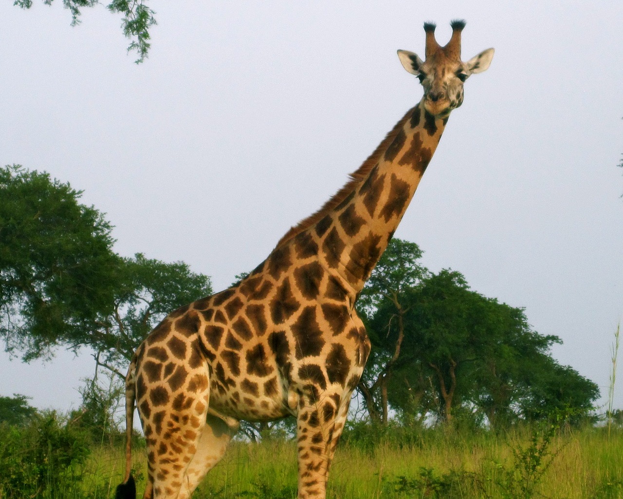 Afrika, Žirafa, Laukinė Gamta, Safari, Gamta, Laukiniai, Gyvūnas, Žinduolis, Rezervas, Savanna