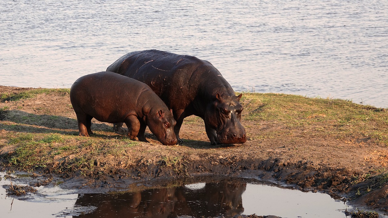 Afrika, Hippos, Safari, Hippo, Botsvana, Gamta, Laukinė Gamta, Nemokamos Nuotraukos,  Nemokama Licenzija