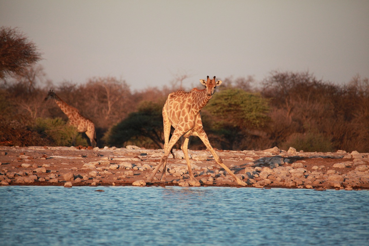 Afrika, Savana, Safari, Gamta, Krūmas, Namibija, Nemokamos Nuotraukos,  Nemokama Licenzija